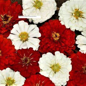 Stop Sign Zinnia Seeds - Flower Seeds - BOGO